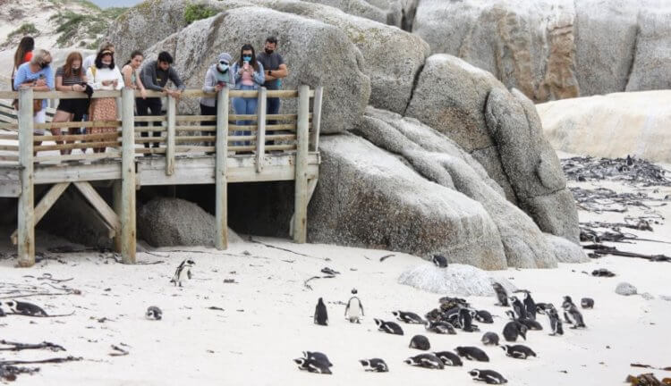 Причина гибели африканских пингвинов. Пингвины на африканском пляже. Фото.