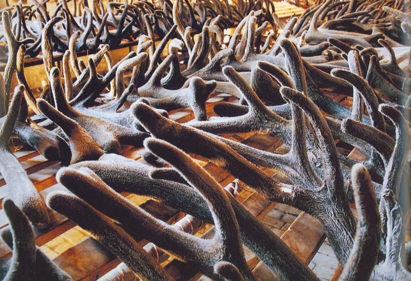 Иногда панты срезаются с живых оленей. Фото.