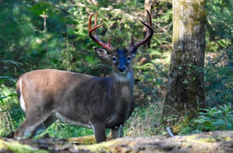 Некоторые олени едят свою окровавленную плоть, чтобы получить питательные вещества. Фото.