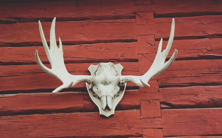 В XX веке оленьи рога стали охотничьим трофеем. Фото.