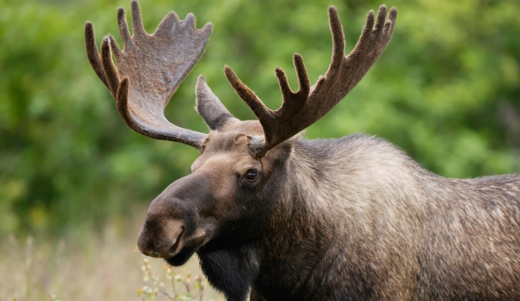 Рога являются важной частью слухового аппарата лосей. Фото.