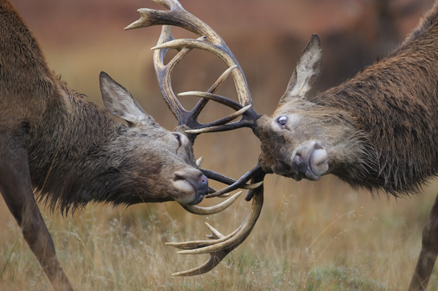 Рога обычно используются оленями во время драки. Фото.