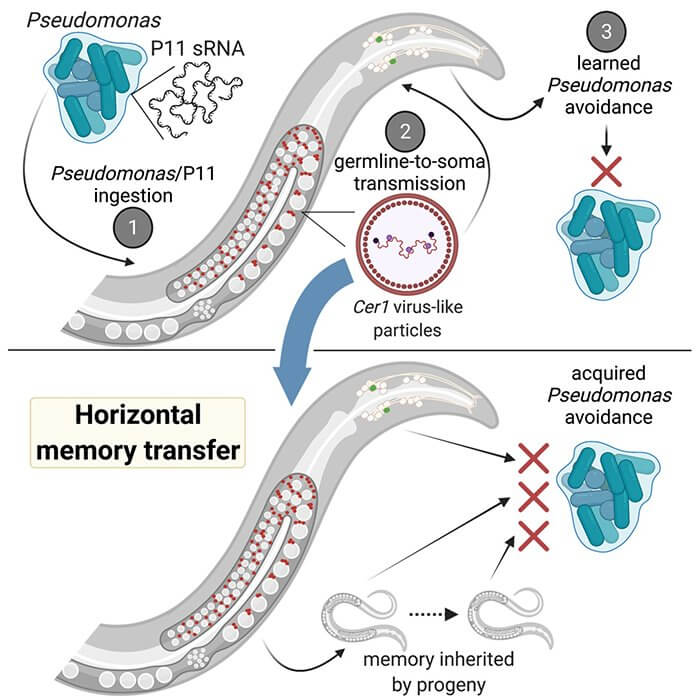 Такого вы точно не ожидали: Черви нематоды делятся «воспоминаниями» обмениваясь РНК