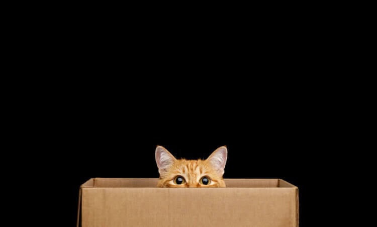 Как понять квантовую теорию? Согласно квантовой теории, кот ни мертв, ни жив, пока мы не откроем коробку и не понаблюдаем за системой. Остается загадкой, каково было бы кошке, если бы она не была ни живой, ни мертвой. Фото.