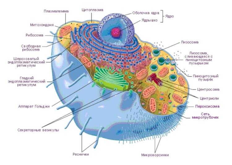 Как искусственные клетки научили впитывать вещества. Каждая живая клетка представляет собой целый «завод», состоящий из отдельных органоидов. Фото.