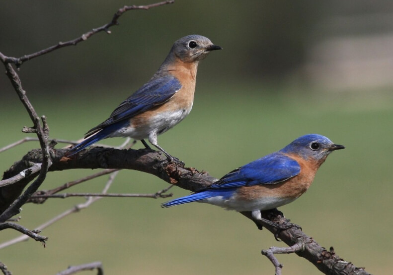 Пара ярких птиц — отличная демонстрация ассортативного скрещивания. Фото.