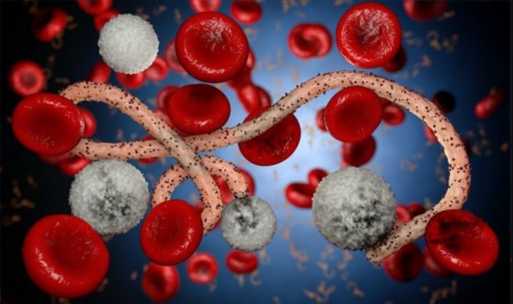 Эболавирус может несколько лет находиться в организме человека в «спящем» состоянии и не причинят ему вред. Фото.