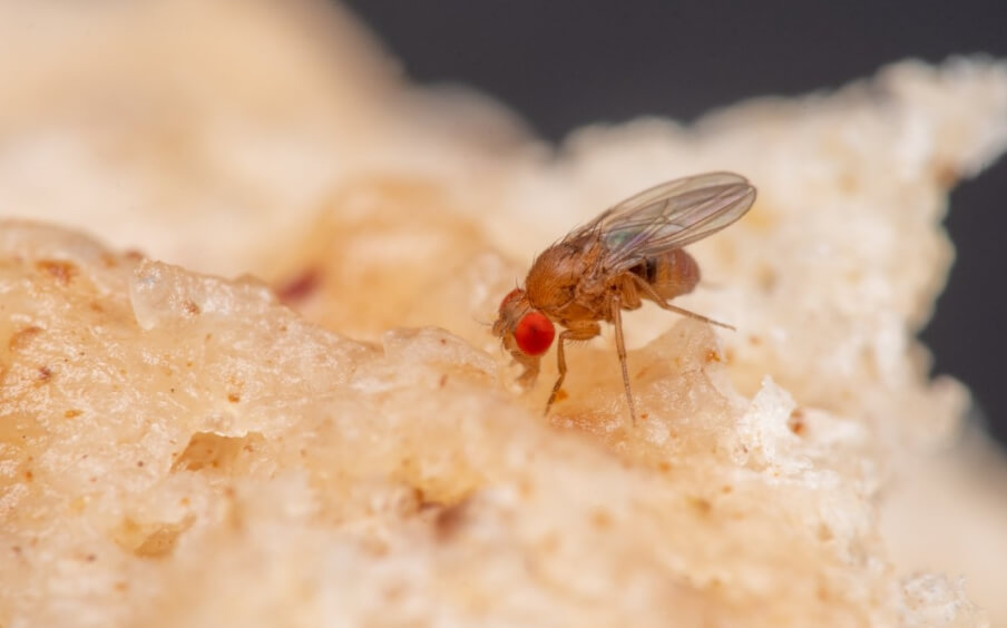 Плодовая мушка дроздофила. Фото.