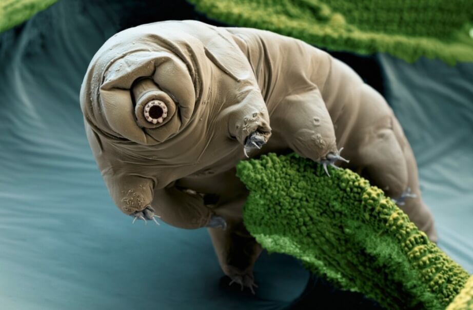 Тихоходки являются самыми известными экстремофилами. Фото.