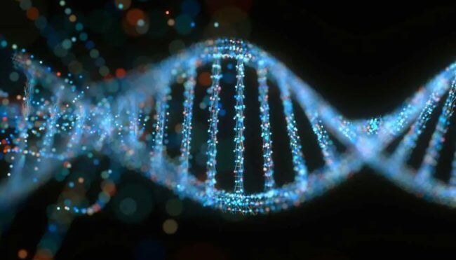 Генетическая мутация может продлить жизнь на 23%. Фото.