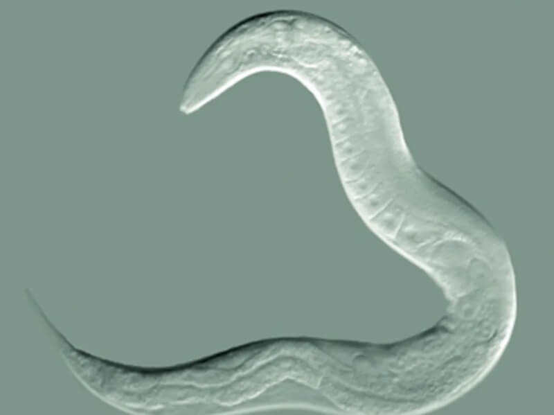 Круглый червь Caenorhabditis elegans. Фото.