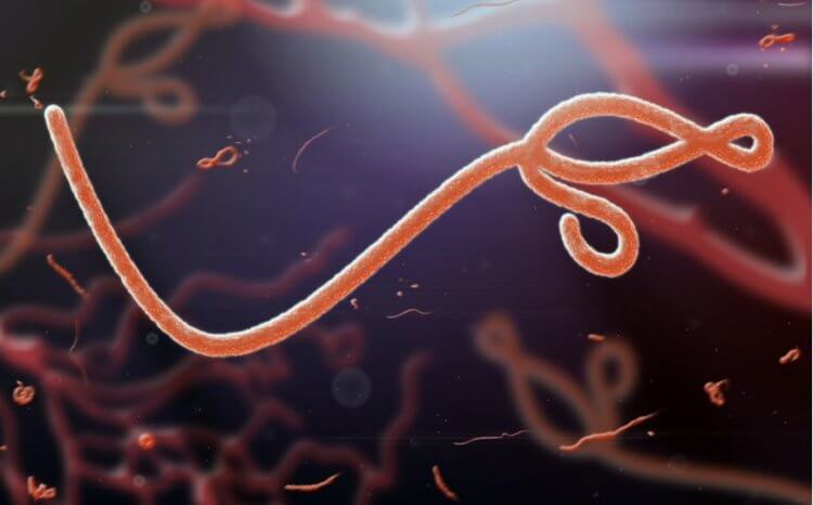 Вирус Эбола способен «спать» в организме человека длительное время. Эболавирус гораздо опаснее коронавируса, смертность от него составляет 50%. Фото.