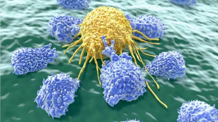 Ученые нашли способ как научить иммунитет бороться с раком