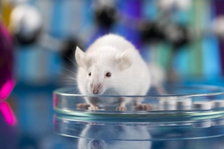 Лечить рак можно солью? У мышей, которые ели много соли, в организме увеличилось количество иммунных клеток. Фото.