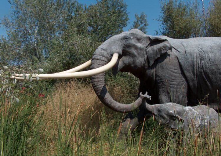 Какими были древние слоны? Прямобивневые слоны Paleoloxodon antiquus. Фото.