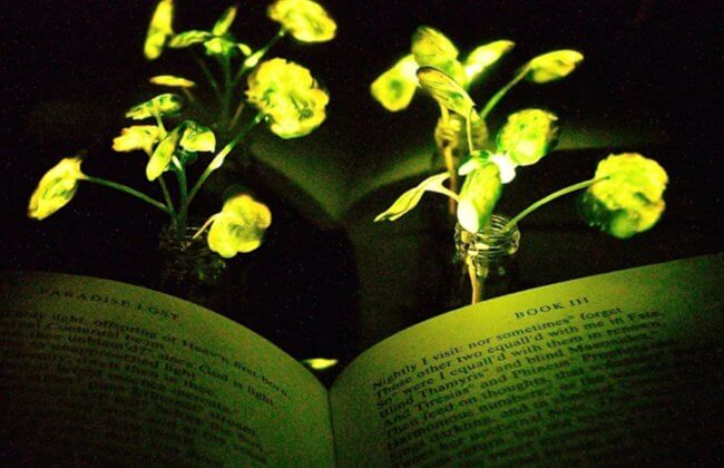 Ученые научились «заряжать» растения. Из них можно сделать светильники. Фото.