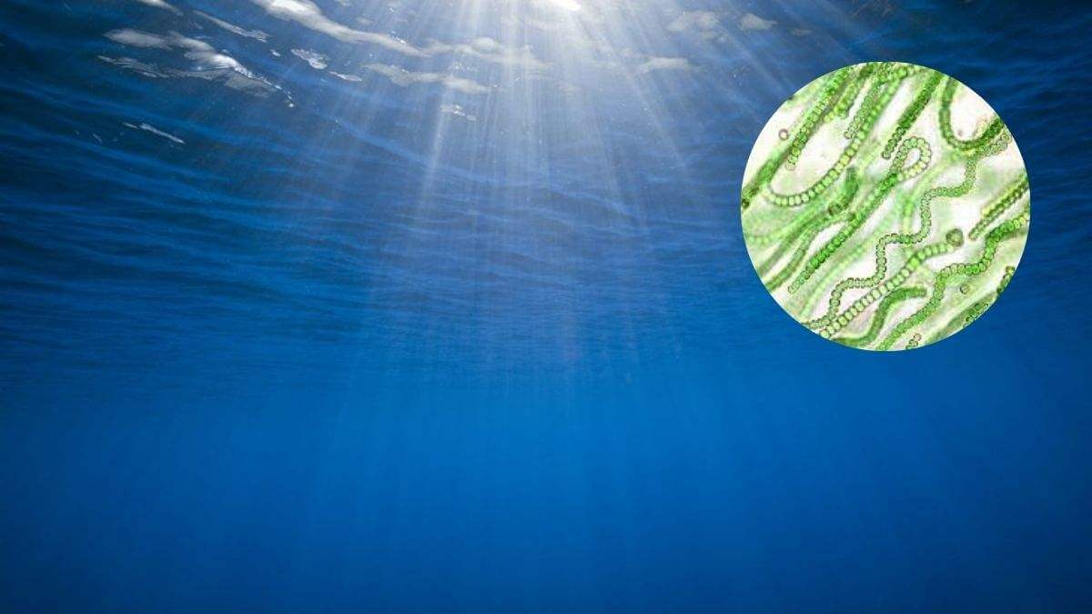 Содержание кислорода в атмосфере Земли и других планет. Воздух на Земле возник благодаря цианобактериям, которые жили в воде. Содержание кислорода в атмосфере Земли и других планет. Воздух на Земле возник благодаря цианобактериям, которые жили в воде. Фото.