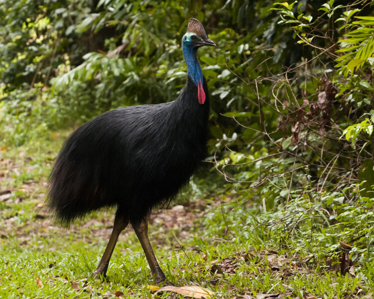 Как яичная скорлупа помогает ученым изучать быт древних людей. Казуаров до сих пор выращивают в Новой Гвинее как домашнюю птицу. Фото.