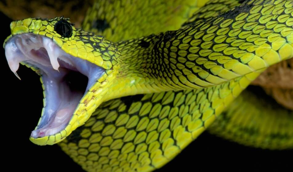 Ядовитые клыки и змей появились не сразу, а только после мутаций. Фото.