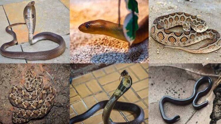 Почему на Земле так много змей? Ученые выяснили, что стало причиной многообразия змей. Фото.