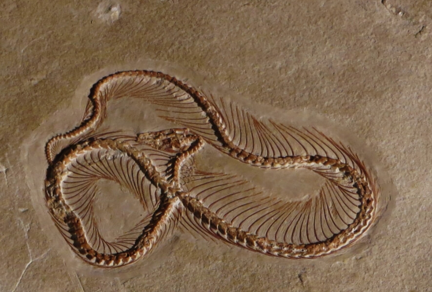 Окаменелые останки вымершего вида змей Eupodophis descouensi. Фото.