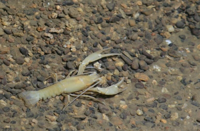 Троглобиты не имеют глаз, а их тело не окрашено ни в какой цвет. Фото.