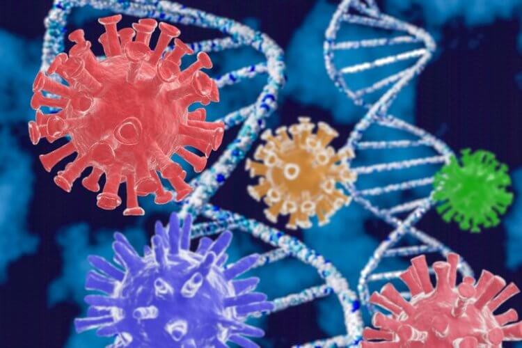Бороться с COVID-19 иммунитету помогают перенесенные ранее коронавирусные простуды