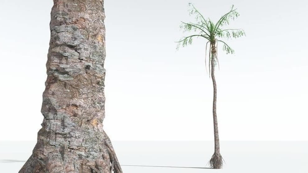 Примитивные ваттиезы. Фото.