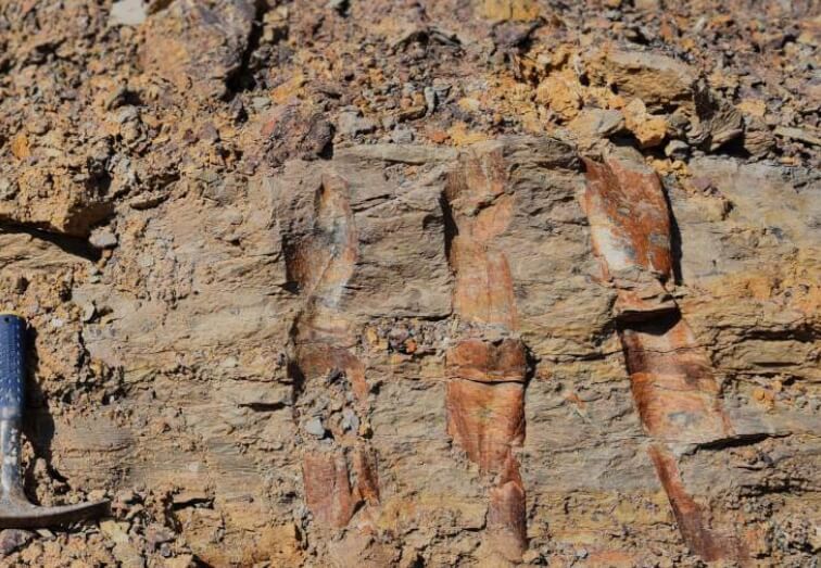 Окаменелые останки самого древнего леса в мире. Фото.