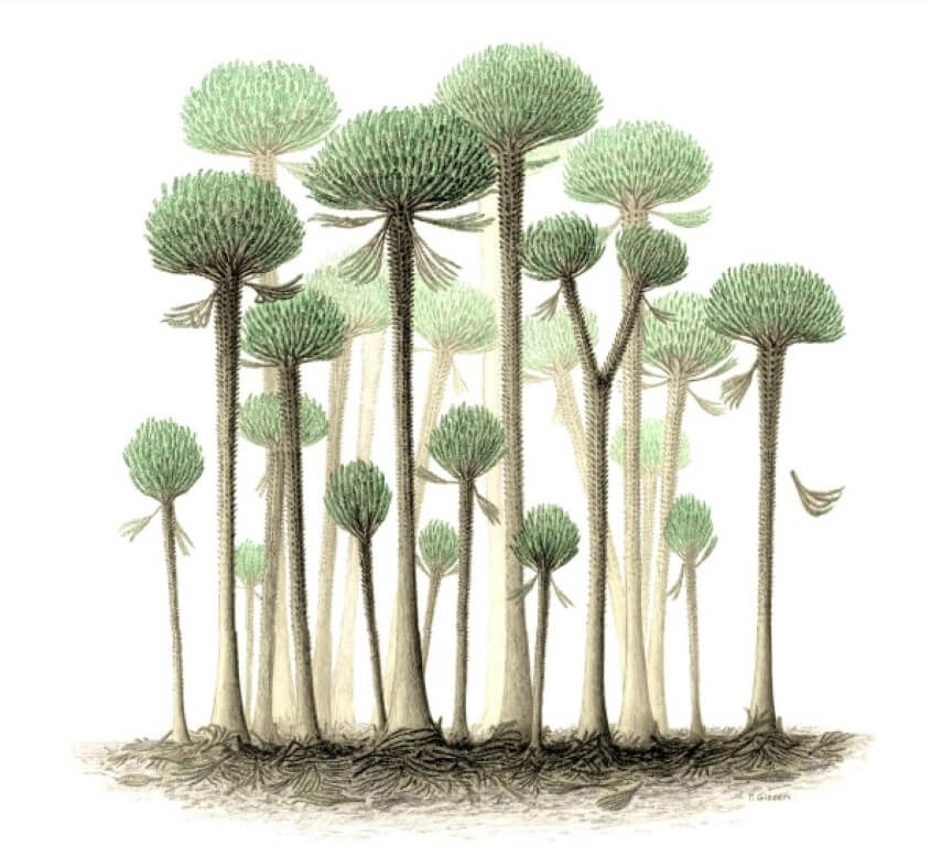 Первобытные деревья кладоксилопсиды. Фото.