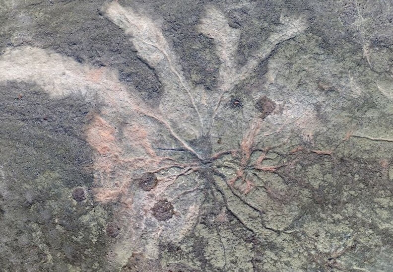 Ископаемые корни растений в Каире, штат Нью-Йорк. Фото.