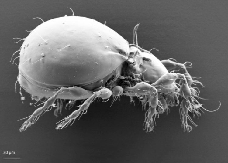 Как животным удается выживать без полового размножения? Клещ Oppiella nova под микроскопом. Фото.