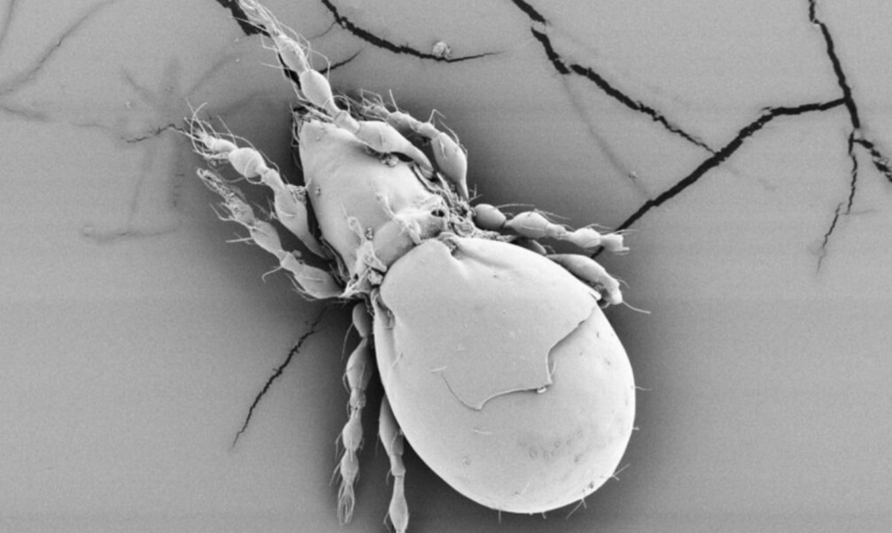 Важность биологического разнообразия. Ученые впервые доказали существование эффекта Мезельсона. Важность биологического разнообразия. Ученые впервые доказали существование эффекта Мезельсона. Фото.