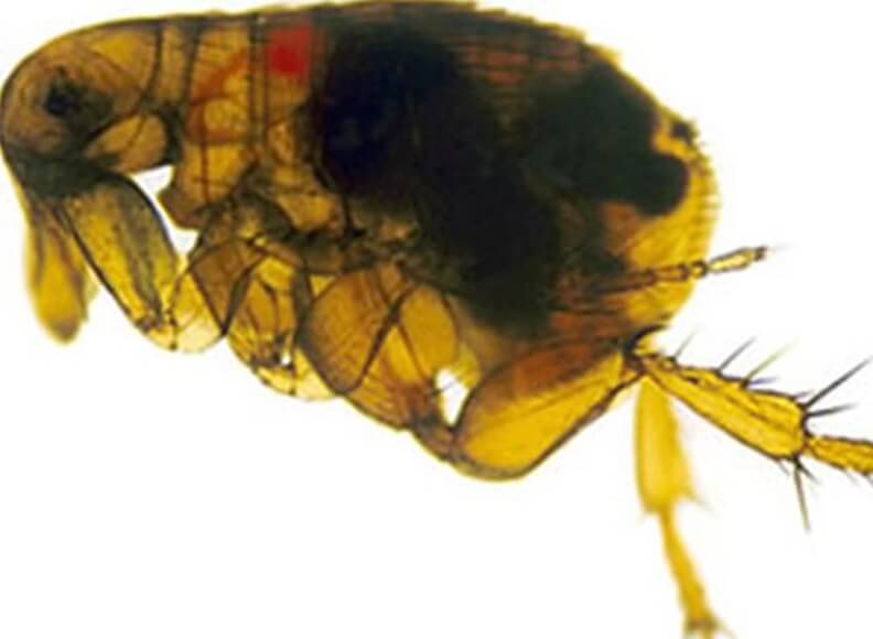 Легочная чума в США. Зараженная чумными бактериями блоха Xenopsylla cheopis. Фото.