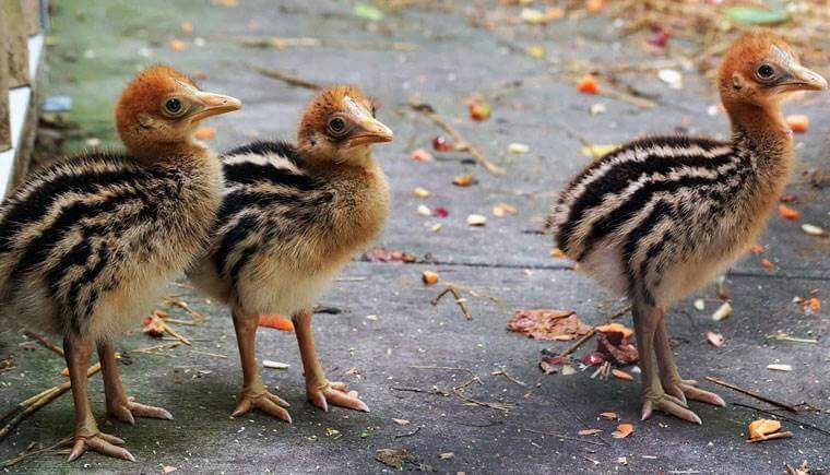 Почему люди выращивали казуаров. После вылупления птенцы казуара считают человека своей матерью. Фото.