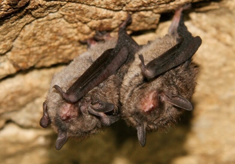 Летучая мышь вида Myotis sodalis. Фото.