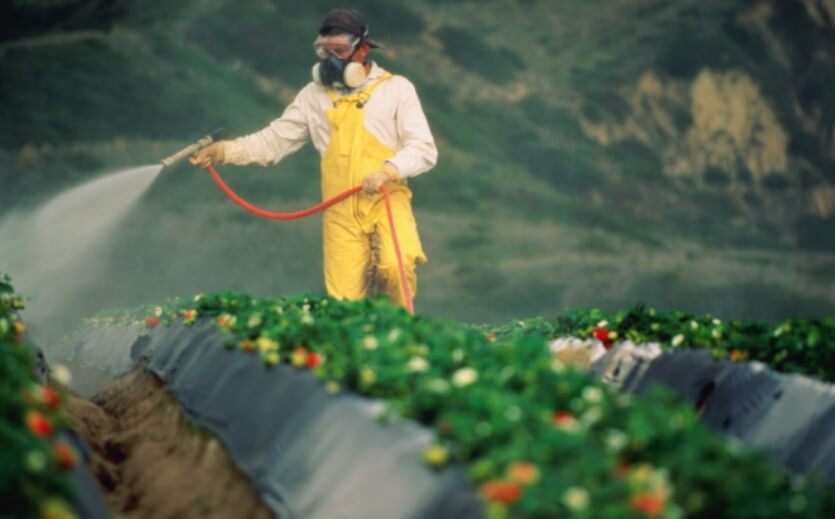 Пестициды опасны для людей, поэтому их распыляют только в защитной одежде. Фото.