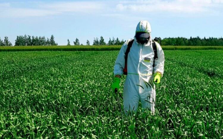 Как фермеры борются с вредителями и какой способ самый лучший? Пестициды вредят окружающей среде и ученые хотят сделать их безопасными. Фото.