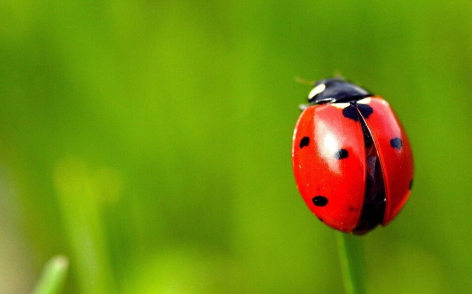 Возможно, божьи коровки спасут мир от голода. Фото.