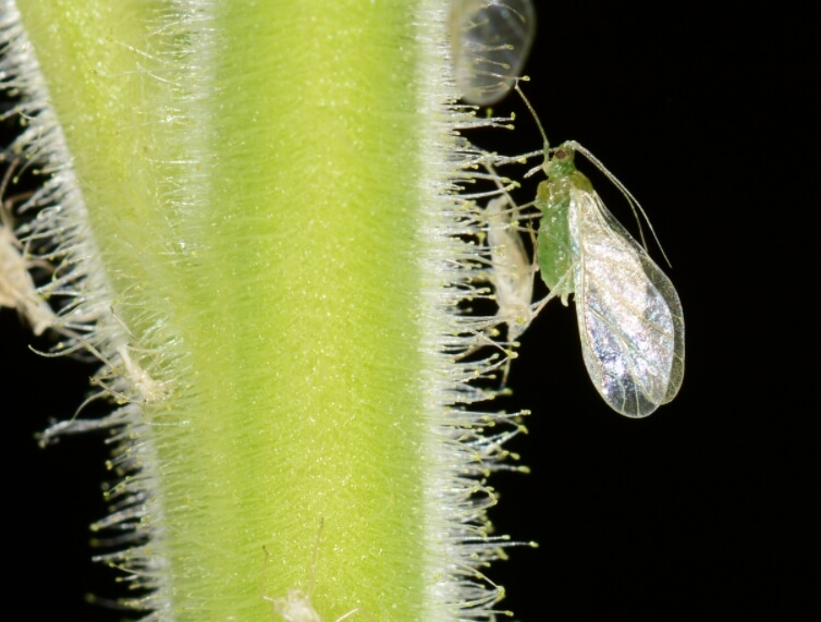 Крошечная тля может стать причиной больших проблем человечества. Фото.