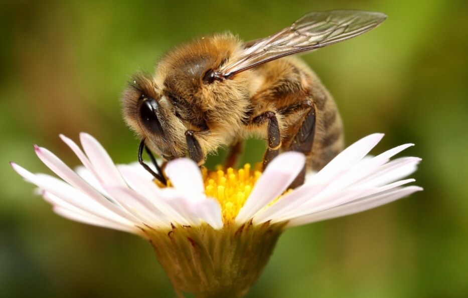 Пестициды очень вредят пчелам, которые важны для человечества. Фото.