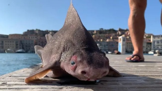 В Италии найдена рыба, похожая на свинью. Что это за чудовище? Фото.