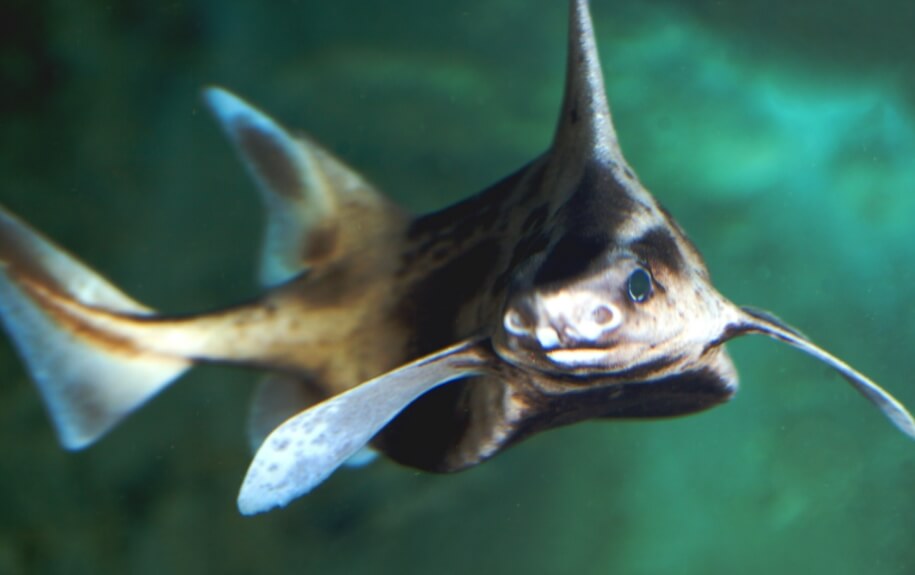 Кто такая акула-свинья? Акула-свинья получила такое название не только из-за внешнего вида — они издают хрюкающие звуки. Фото.