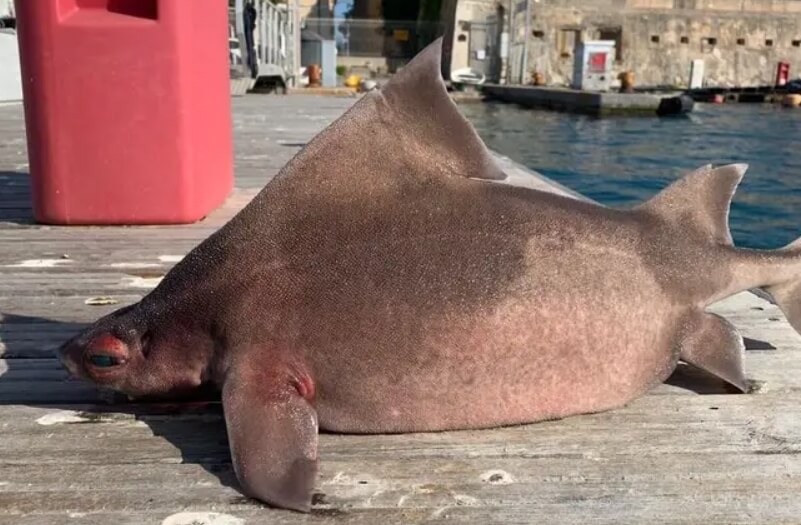 Загадочное животное Италии. Найденная рыба с другого ракурса. Фото.