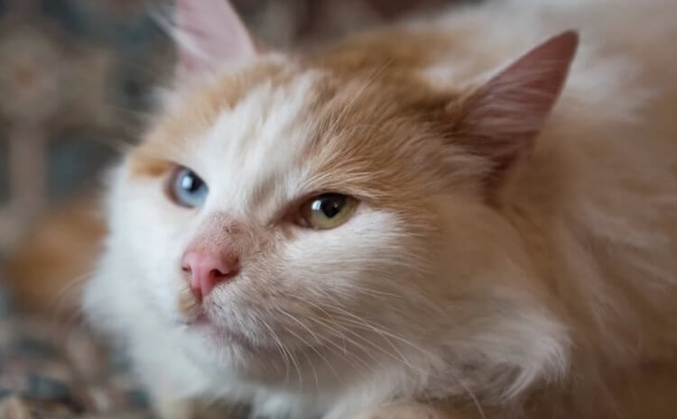 7 типов личности кошек: какой характер у вашего животного?