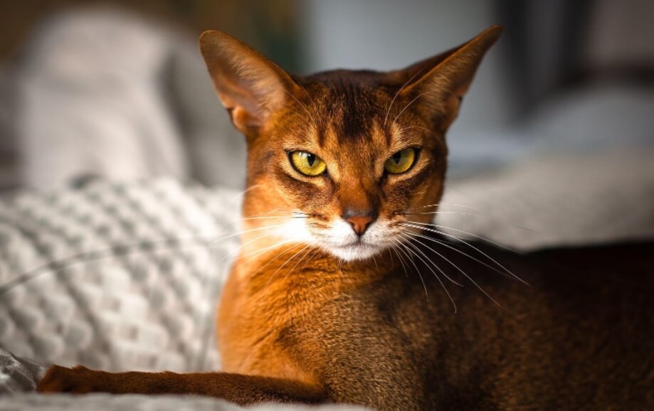 Абиссинская — самая смелая кошка в мире. Фото.