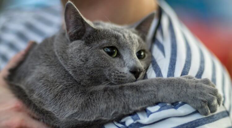 7 типов личности кошек: какой характер у вашего животного?