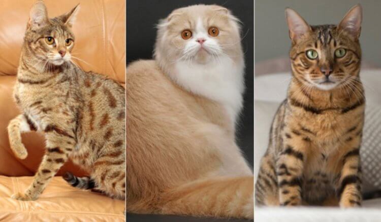 7 типов личности кошек: какой характер у вашего животного? Ученые выяснили, что у кошек есть 7 черт характера. Фото.