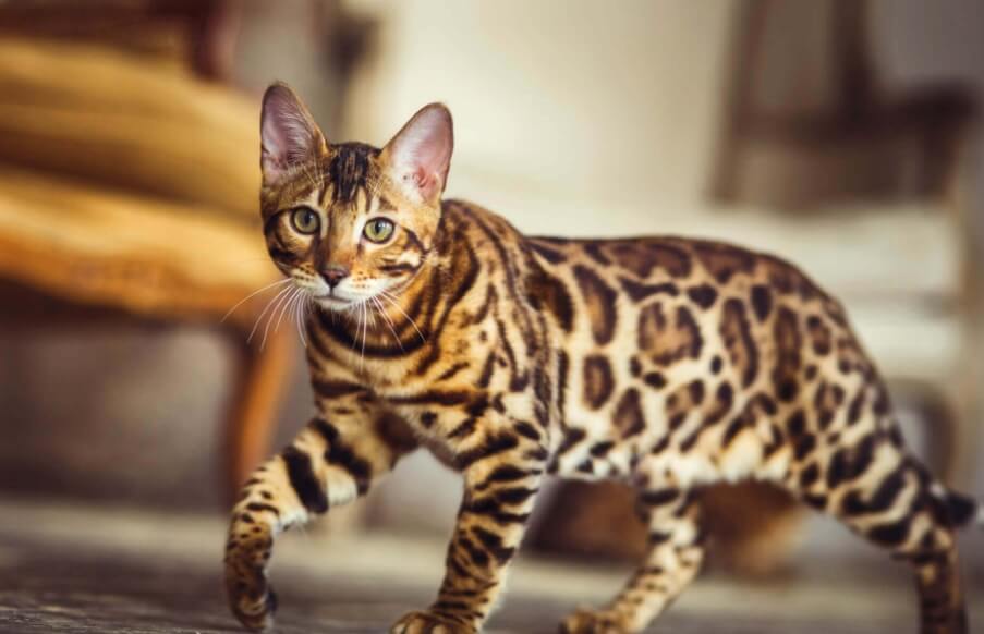 Бенгальская — самая активная кошка в мире. Фото.