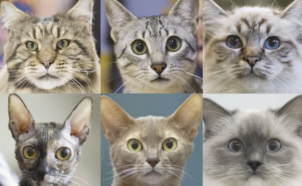 Характер кошек часто зависит от их породы. Фото.